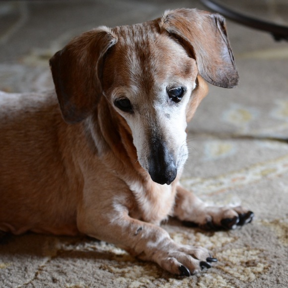 Meet your Posher, Alice - Picture 3 of 8